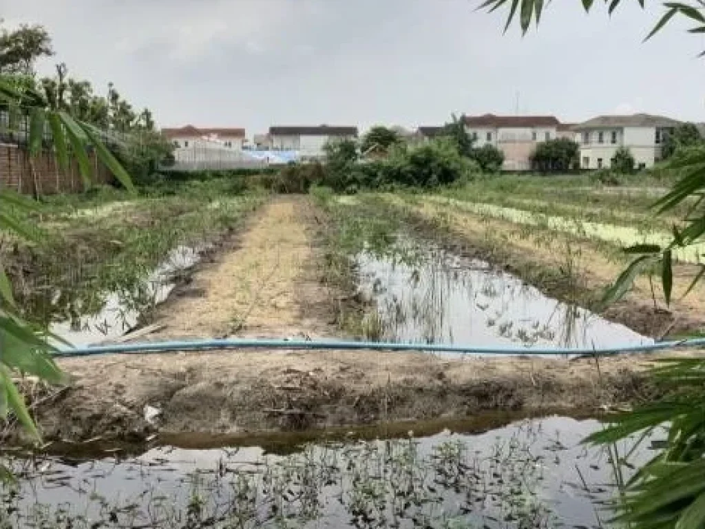 ขายที่ดินเปล่า พุทธมณฑลสาย 3 แปลงใหญ่ที่สุดย่านพุทธมณฑล ติดถนน 4 เลน