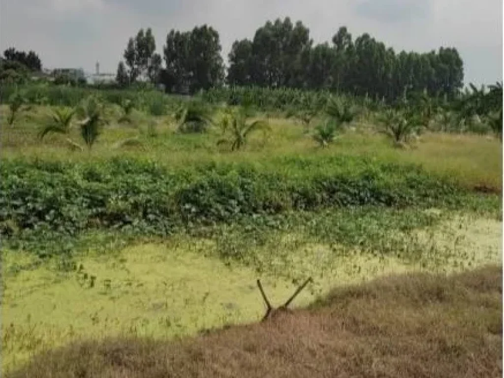 ขายที่ดินเปล่า พุทธมณฑลสาย 3 แปลงใหญ่ที่สุดย่านพุทธมณฑล ติดถนน 4 เลน