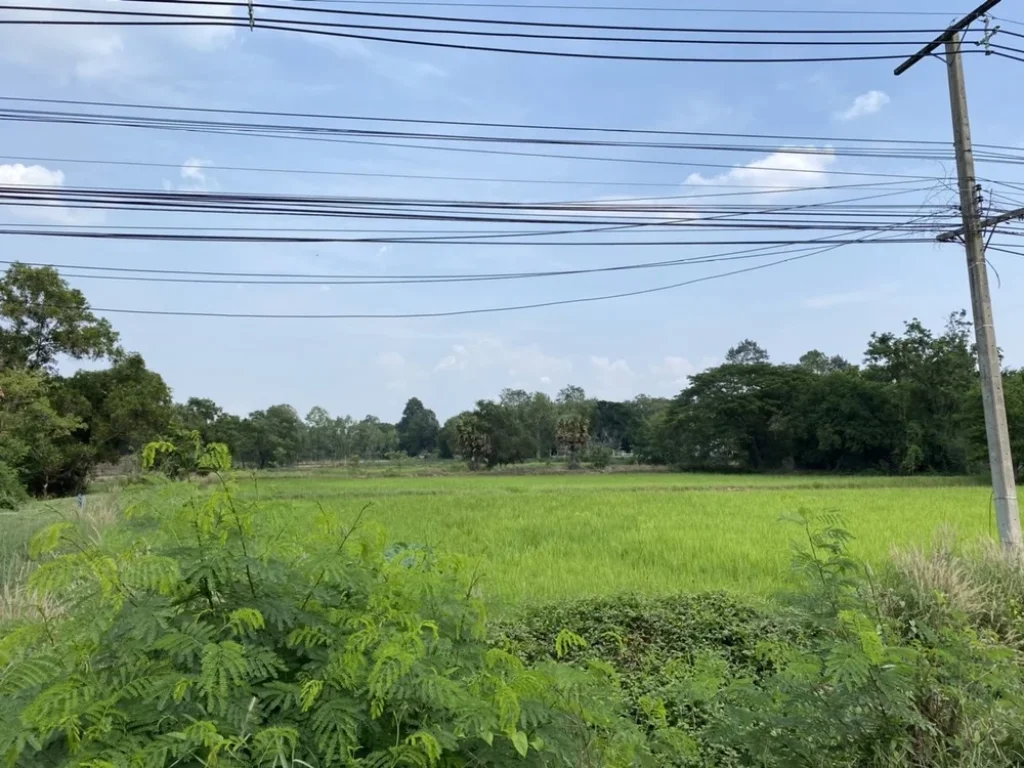 ขายที่ดิน ทำเลดี ติดถนนสี่เลน กาฬสินธุ์-มหาสารคาม บริเวณ ยางตลาด กาฬสินธุ์