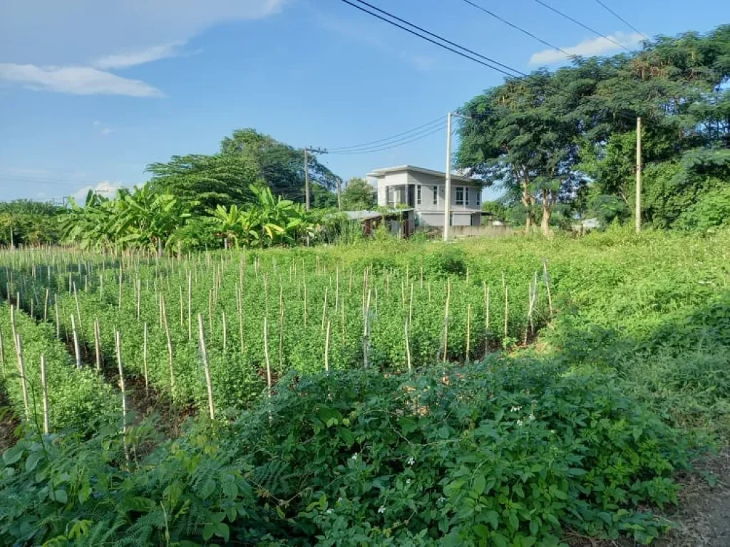 ขายที่ดินป่าข่อยเหนือ ตสันผีเสื้อ อเมือง เชียงใหม่