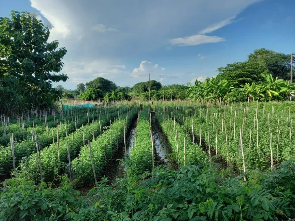 ขายที่ดินป่าข่อยเหนือ ตสันผีเสื้อ อเมือง เชียงใหม่