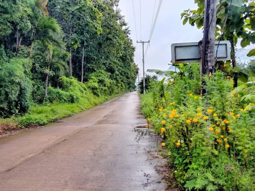 ขายที่ดินแม่นะ เชียงดาววิวดอยหลวงพร้อมสวนสักทอง พร้อมโอน