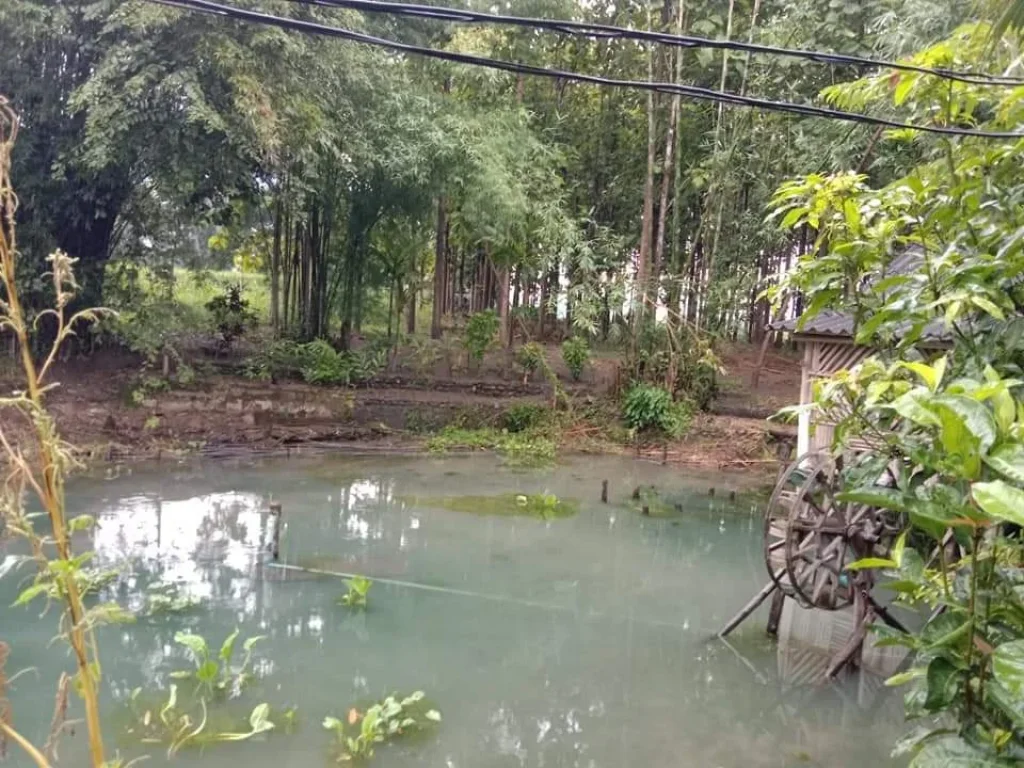 ขายที่ดินแม่นะ เชียงดาววิวดอยหลวงพร้อมสวนสักทอง พร้อมโอน