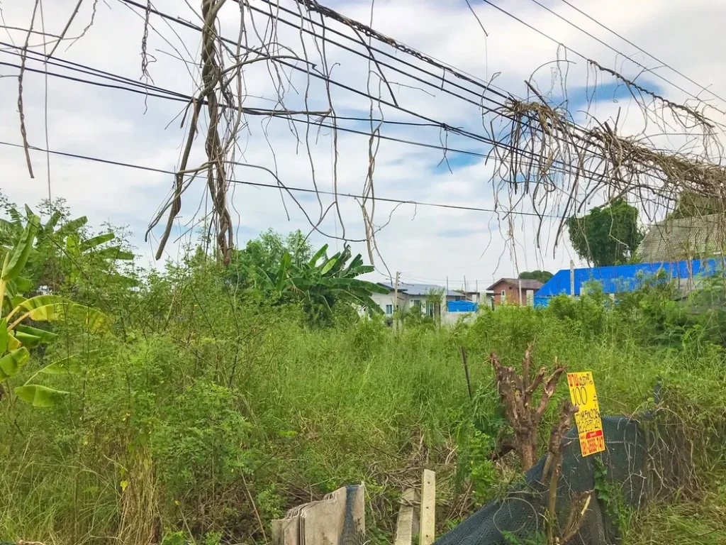 ขายที่ดิน 100 ตรว เลียบคลองนายหลีก ตบางคูรัด อบางบัวทอง จนนทบุรี