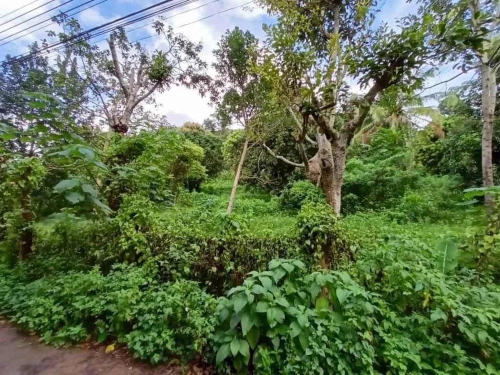 ขายที่ดินเนินดอย วิวเขา ตำบลโป่งแยง อแม่ริม จังหวัดเชียงใหม่