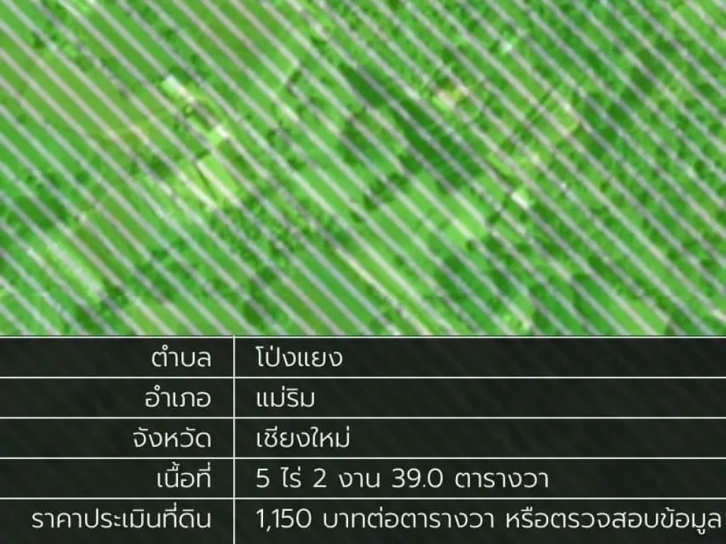 ขายที่ดินเนินดอย วิวเขา ตำบลโป่งแยง อแม่ริม จังหวัดเชียงใหม่