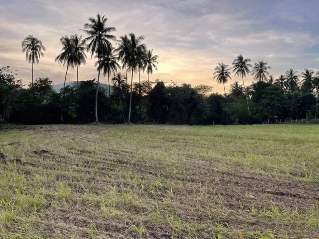 ขายที่ดินในเขตเทศบาลเมืองปากช่อง 1 ไร่ ติดถนนคอนกรีต หลังติดลำราง มีวิวเขา ใกล้ตลาดเทศบาลปากช่อง เหมาะซื้อลงทุนจัดสรรพัฒนา ที่สวยทำเลดีราคาถูก