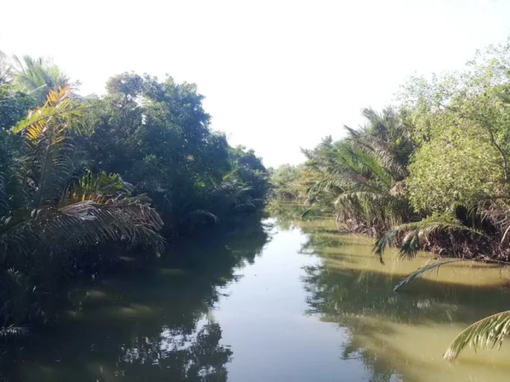 ขายที่ดิน อัมพวา ติดคลองผู้ใหญ่ชม ถนนพระราม 2 อเมืองสมุทรสงคราม จสมุทรสงคราม