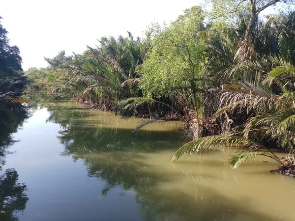 ขายที่ดิน อัมพวา ติดคลองผู้ใหญ่ชม ถนนพระราม 2 อเมืองสมุทรสงคราม จสมุทรสงคราม