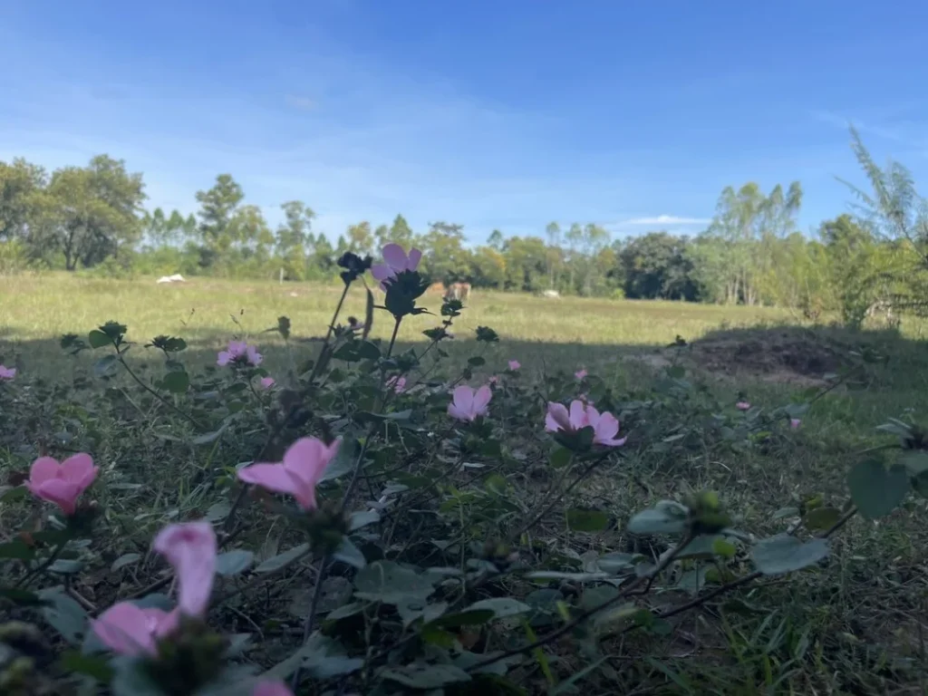 ขายที่ดินบ้านหอย 2 ไร่ ใกล้ถนนสุวรรณศร 33 - 7 กม อประจันตคาม จปราจีนบุรี