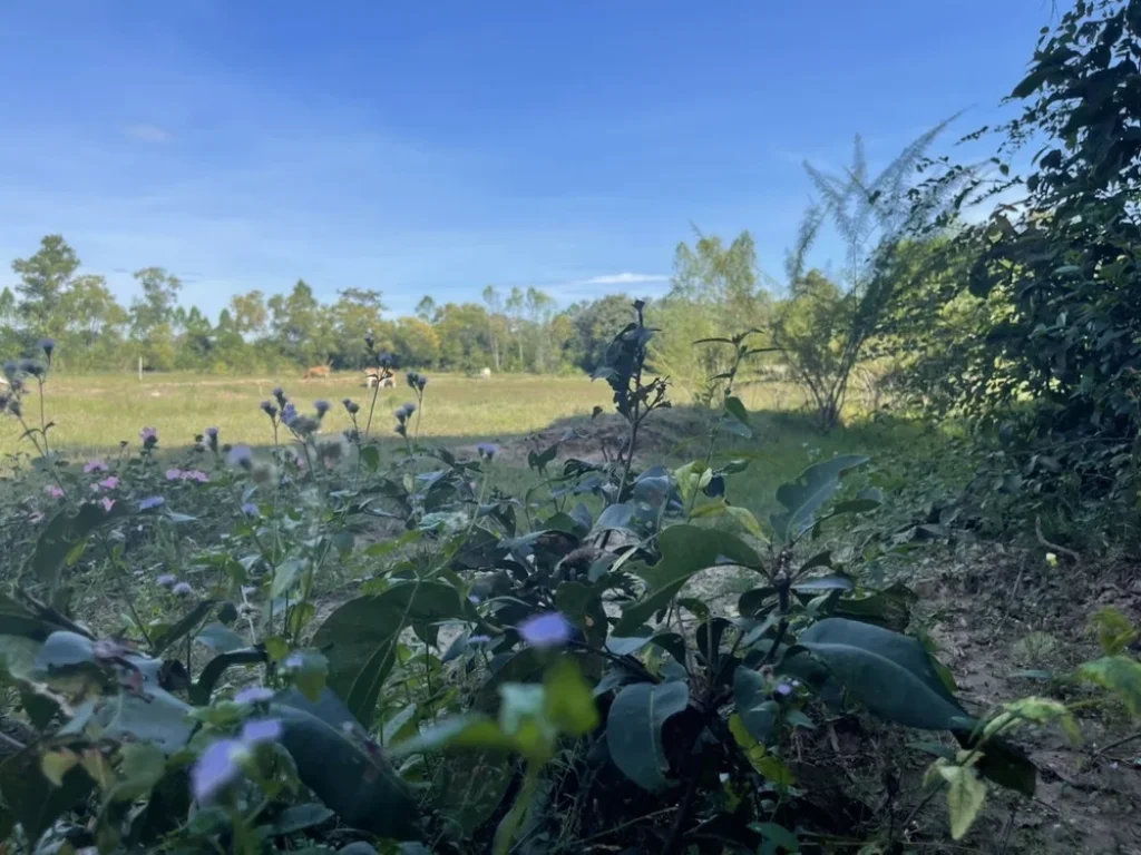 ขายที่ดินบ้านหอย 2 ไร่ ใกล้ถนนสุวรรณศร 33 - 7 กม อประจันตคาม จปราจีนบุรี