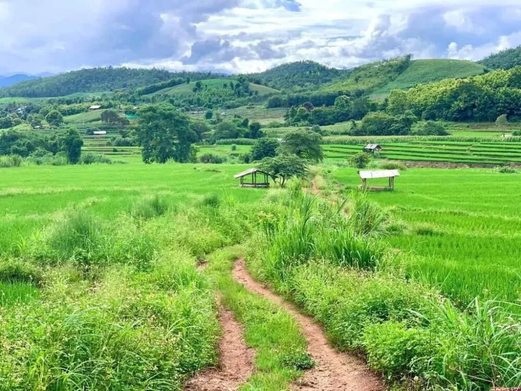 ขายที่นาติดถนนคอนกรีต สะลวงแม่ริมใกล้เมือง วิวดอยโฉนดพร้อมโอน