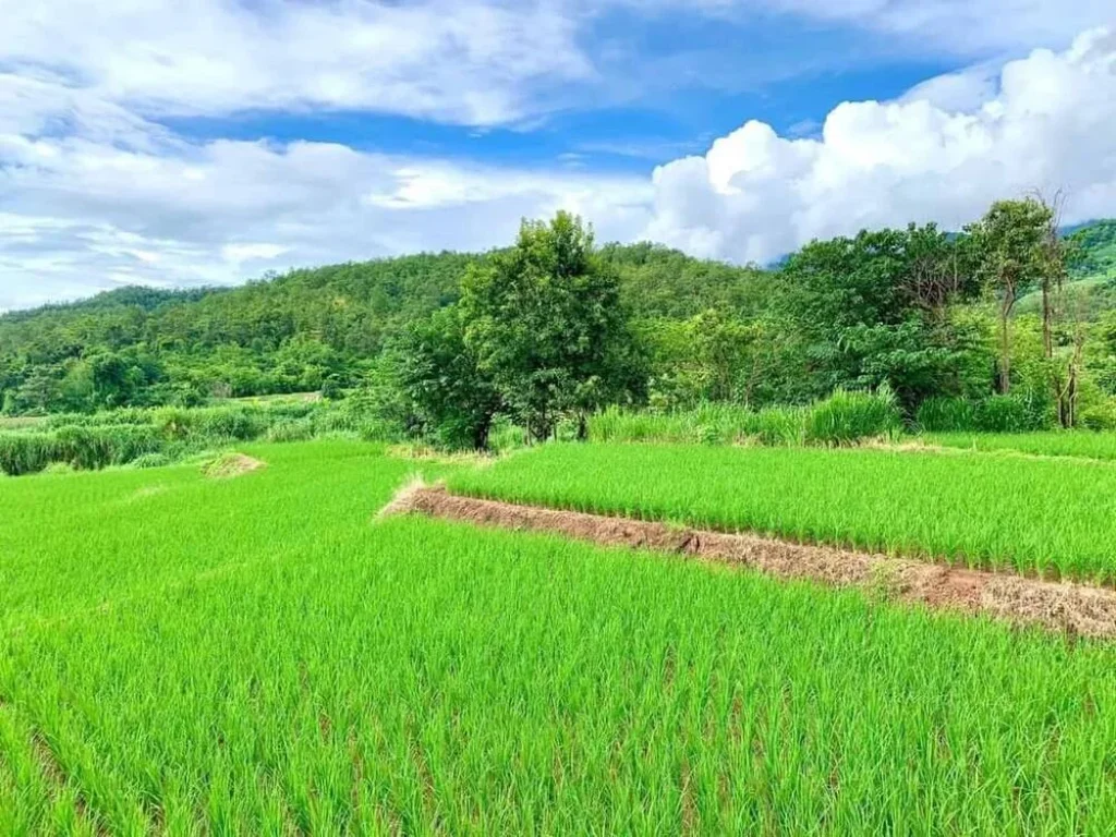 ขายที่นาติดถนนคอนกรีต สะลวงแม่ริมใกล้เมือง วิวดอยโฉนดพร้อมโอน