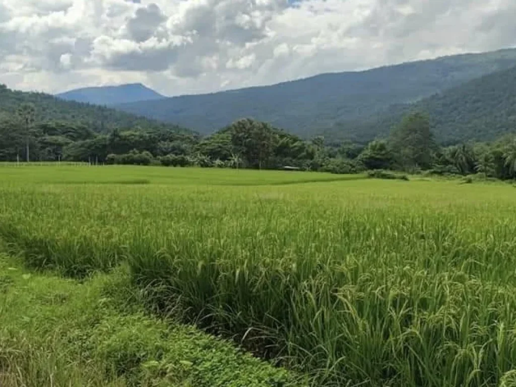 ที่ดินวิวเขาสวย ติดน้ำแม่กลาง อจอมทอง จังหวัดเชียงใหม่