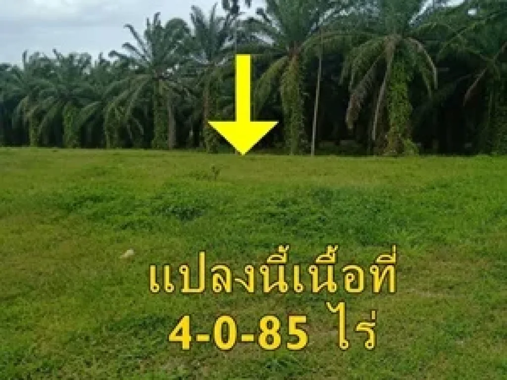 ขายที่ดินติดถนนเพชรเกษม จังหวัดชุมพร เนื้อที่ 4-0-85 ไร่