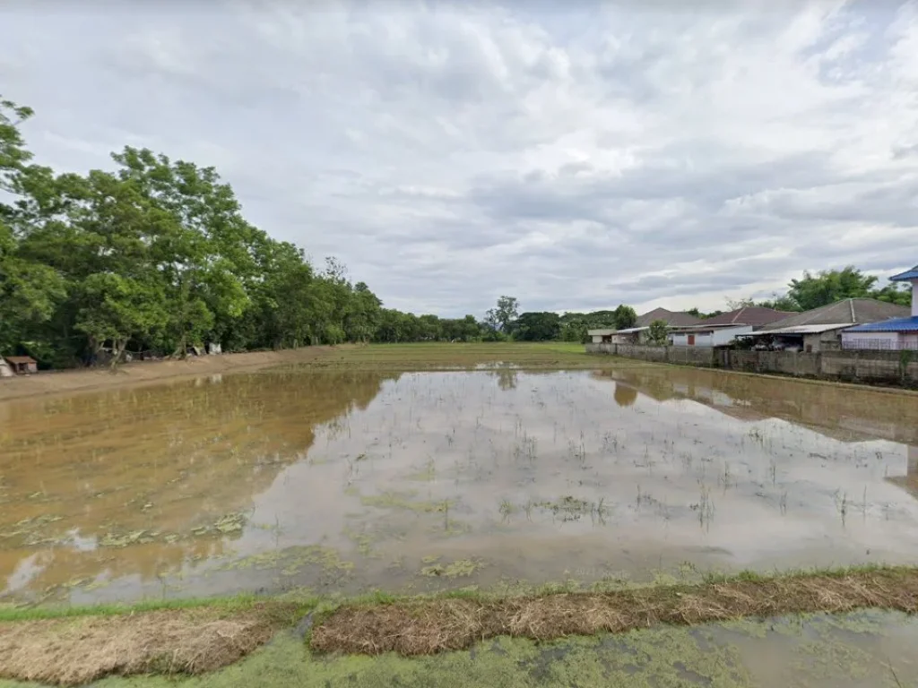 ขายที่นาเมืองเชียงราย 5 ไร่ ใกล้ถนนเส้นพหลโยธิน 1 - 800 เมตร จเชียงราย