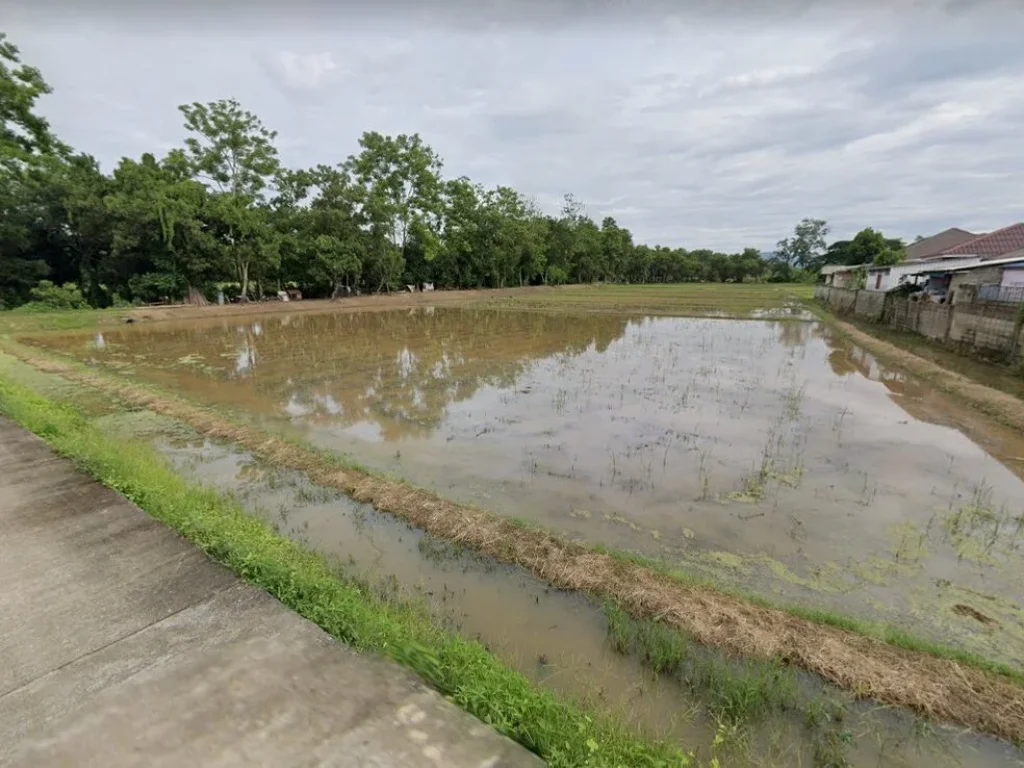 ขายที่นาเมืองเชียงราย 5 ไร่ ใกล้ถนนเส้นพหลโยธิน 1 - 800 เมตร จเชียงราย