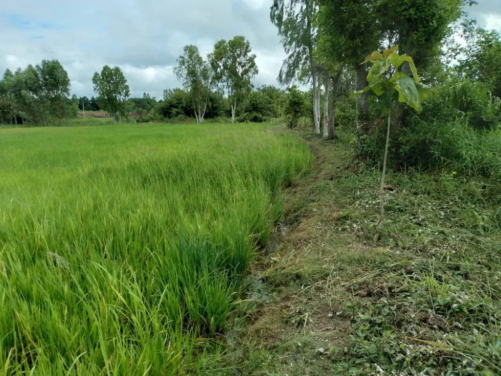 ที่ดินแบ่งขาย ห่างถนนเลี่ยงเมือง230 ทำเลดี ตำบลพระลับ อำเภอเมืองขอนแก่น