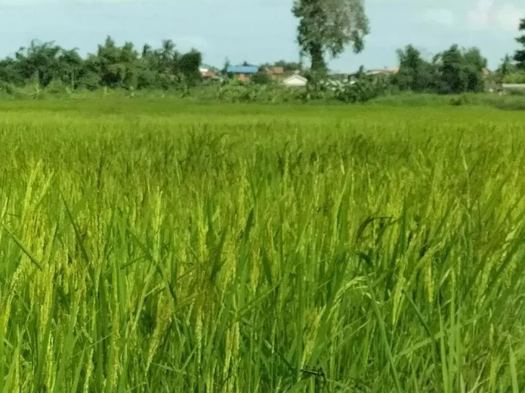 ขายที่ดินเปล่า ราคาถูก ในตำบลนาฝาย อำเภอเมือง จังหวัดชัยภูมิ