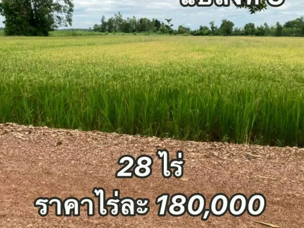 ขายที่ดินราคาถูกติดทางสาธารณะ ในอำเภอเมือง จังหวัดกำแพงเพชร