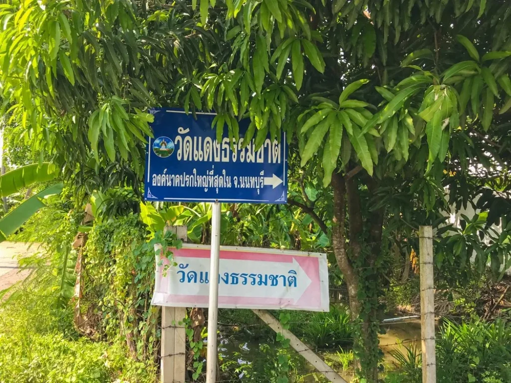 ขายที่ดินไทรม้า 100 ตรว ตไทรม้า อเมืองนนทบุรี จนนทบุรี