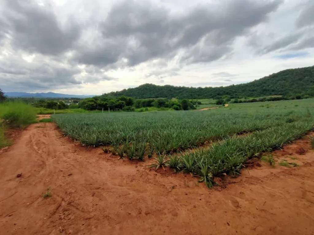 ขายที่ดิน 4 ไร่ วิวภูเขา ในมุมที่มหัศจรรย์และความเป็นส่วนตัว