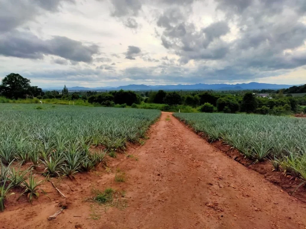 ขายที่ดิน 4 ไร่ วิวภูเขา ในมุมที่มหัศจรรย์และความเป็นส่วนตัว