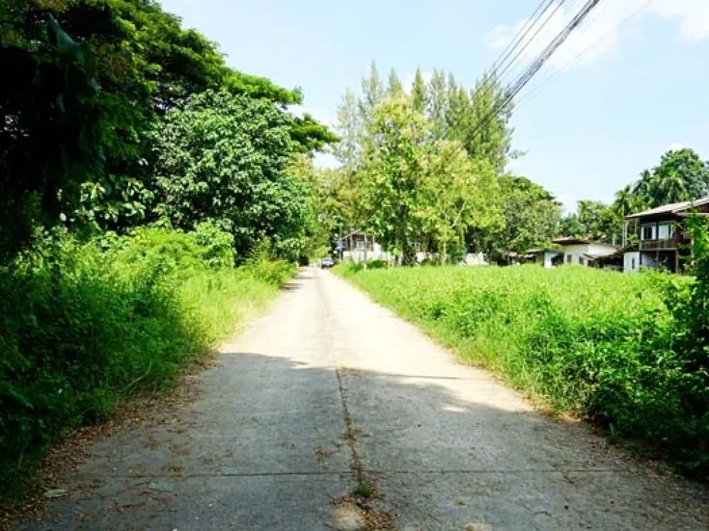 ขายที่ดิน ผังเมืองสีแดง ใกล้กาดนัดถนนคนเดิน สารภี