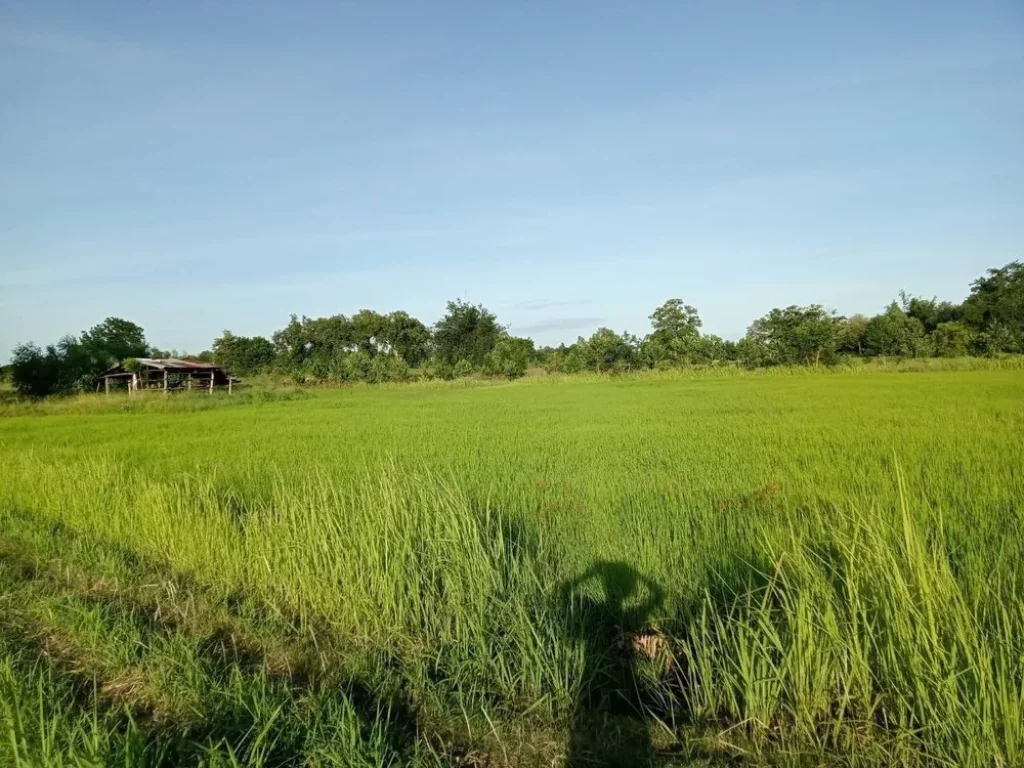 ขายด่วน ที่ดินสวยเหมาะสร้างบ้านสวน โซนบ้านทุ่มบ้านม่วง ใกล้เมืองเดินทางสะดวก ใกล้หมู่ ซื้อเก็บ