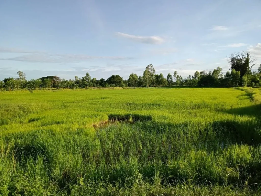 ขายด่วน ที่ดินสวยเหมาะสร้างบ้านสวน โซนบ้านทุ่มบ้านม่วง ใกล้เมืองเดินทางสะดวก ใกล้หมู่ ซื้อเก็บ