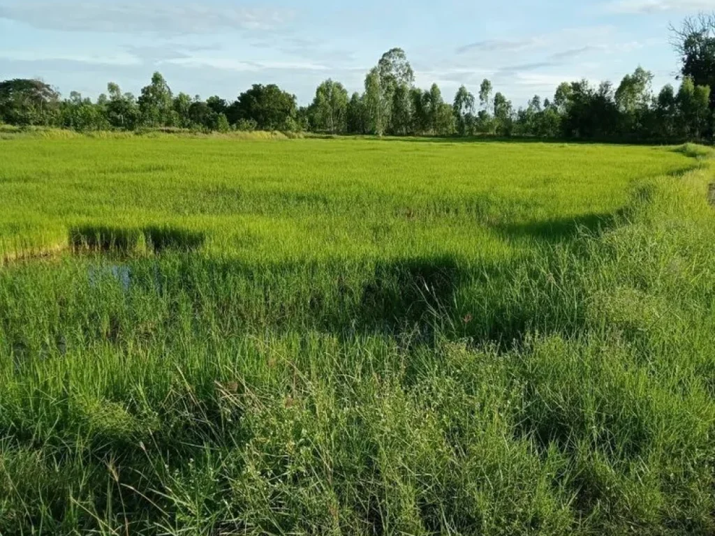 ขายด่วน ที่ดินสวยเหมาะสร้างบ้านสวน โซนบ้านทุ่มบ้านม่วง ใกล้เมืองเดินทางสะดวก ใกล้หมู่ ซื้อเก็บ