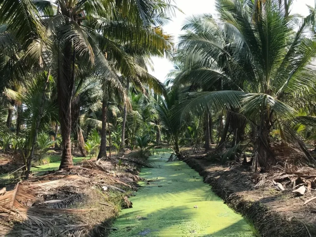 ขายที่ดินสวนมะพร้าวบ้านแพ้ว 26 ไร่ ใกล้ถนน พระราม 2