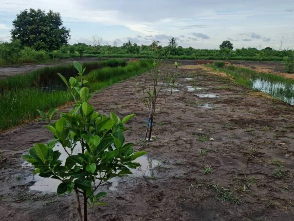 ขายที่ดิน 4 ไร่ ติดถนนลาดยาง ใกล้สถานีรถไฟโพรงอากาศ 4 กม จฉะเชิงเทรา