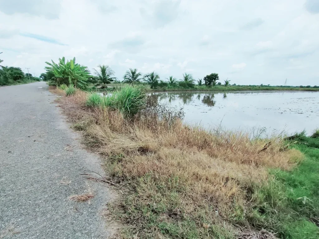 ขาย ที่ดิน ฉะเชิงเทรา บางน้ำเปรี้ยว 16-2-67 - ติดคลองบ้านใหม่ ติดถนนเรียบทางรถไฟ ซอยบางขวัญ 17