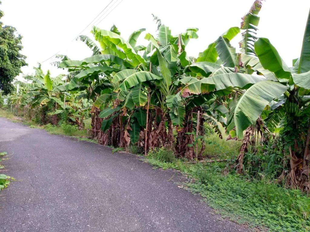 ขาย ที่ดิน มี 4 แปลง เจ้าของขายเอง โฉนดพร้อมโอน อำเภอสารภี เชียงใหม่