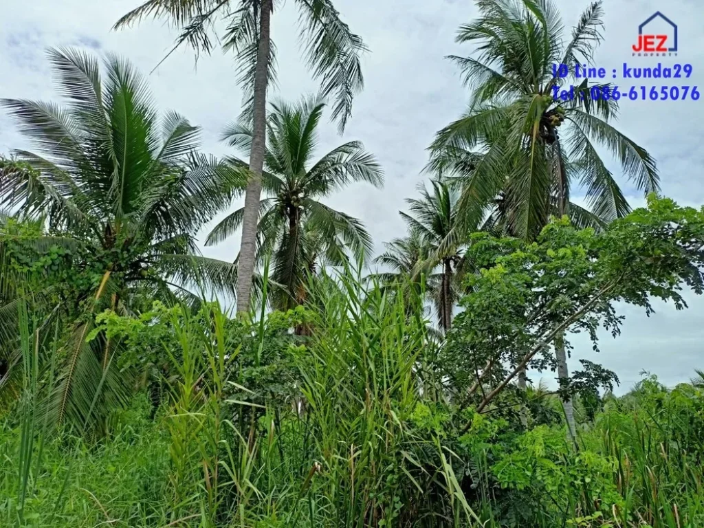 ที่ดินสวนมะพร้าวเก็บเกี่ยวผลผลิตได้ติดถนนดำ ออัมพวา จสมุทรสงคราม พื้นที่ 5-1-27 ไร่ ราคา 4700000 บาท