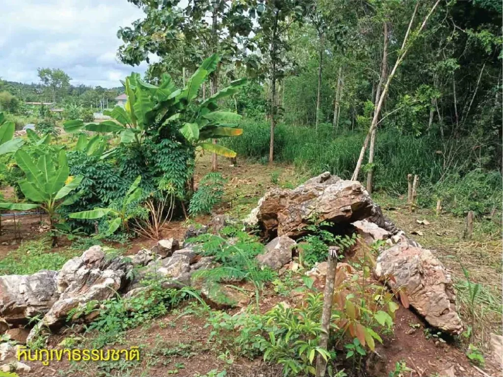 ที่ดินสัตหีบติดป่าสงวนติดถนนหลวง332 1 ไร่ 92 ตรว69ล้าน