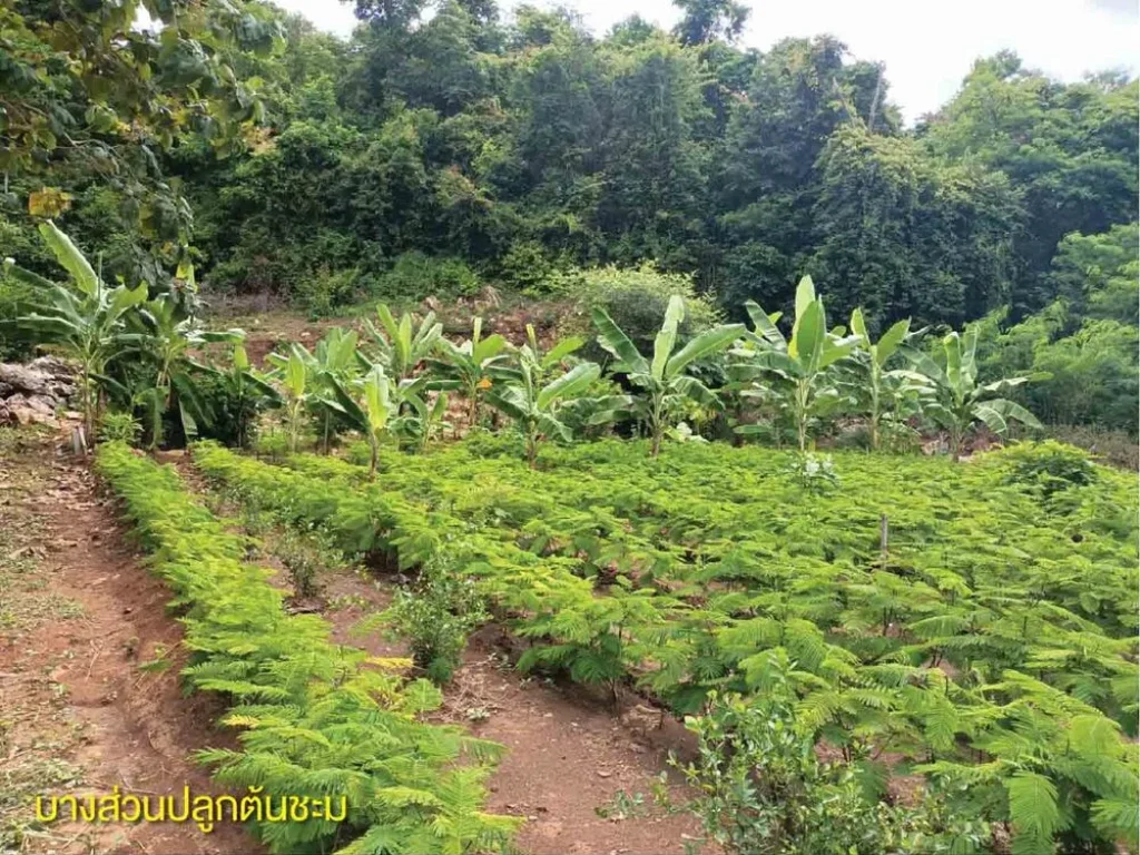 ที่ดินสัตหีบติดป่าสงวนติดถนนหลวง332 1 ไร่ 92 ตรว69ล้าน