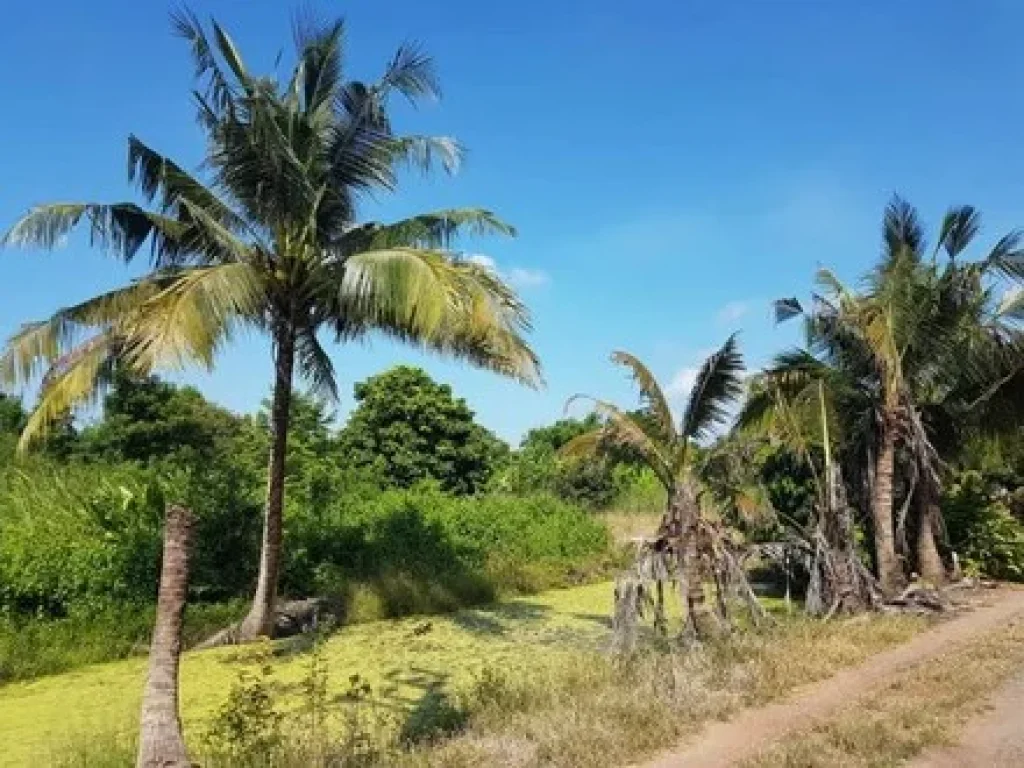 ขายที่ดินเปล่า 300 ตรว หนองจอก เส้นคู่ขนาน ถคู้คลองสิบ เหมาะปลูกบ้าน สร้างโกดัง SSP-FL-0815