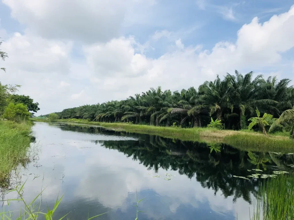 ที่ดินอำเภอหนองเสือ เลียบคลอง10ฝั่งตะวันตก ซอยเทศบาล 13 ขนาดพื้นที่ 970 ตรวา