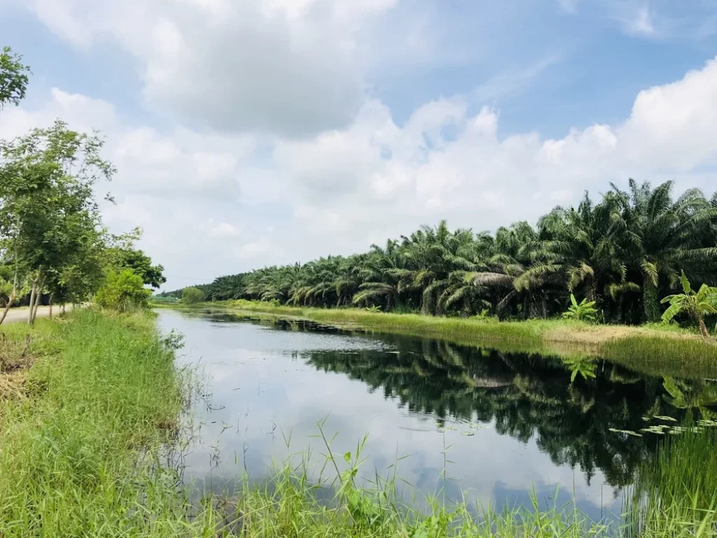 ที่ดินอำเภอหนองเสือ เลียบคลอง10ฝั่งตะวันตก ซอยเทศบาล 13 ขนาดพื้นที่ 970 ตรวา