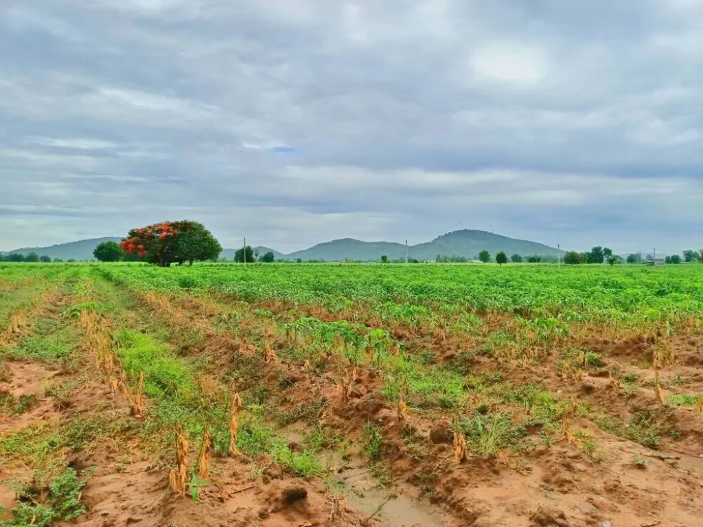 ขายที่ดินอู่ทองวิวเขาสวยโอบล้อม ใกล้วัดเขาดีสลัก พื้นที่อุดมสมบูรณ์เหมาะสร้างบ้านสวนยามเกษียณ