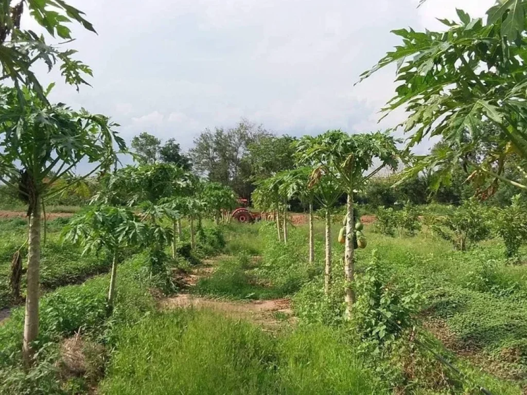 ขายที่ดินขนาด107ไร ติดถนนใหญ่เส้นภูเขียว-เกษตรสมบูรณ์