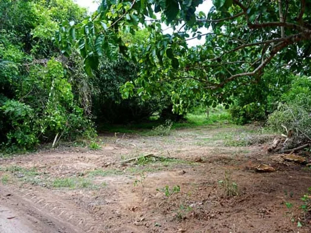 ขายที่ดิน บรรยากาศดี ใกล้ถนนเลียบคลองชลประทาน สันทราย เชียงใหม่