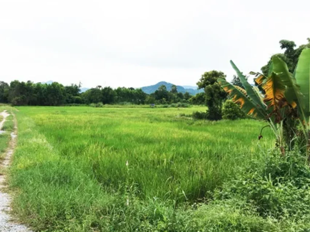 ที่ดิน อเมือง นครนายก วิวเขา 12 ไร่ เศษ มีคลองหน้าที่ดิน ตพรหมมณี