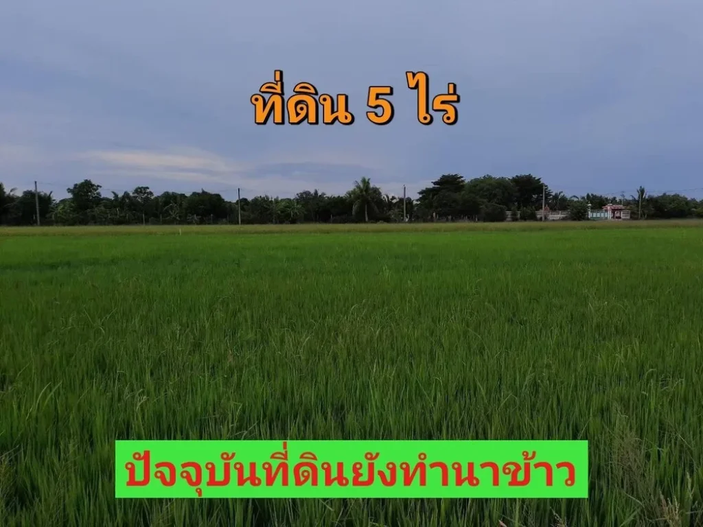 ขายที่ดิน 5 ไร่ ติดถนน นบ3015 ตำบลไทรใหญ่ อไทรน้อย จนนทบุรี