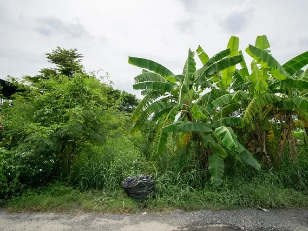 ขาย ที่ดิน สุขาภิบาล 5 ซอย 32 ออเงิน สายไหม กรุงเทพ