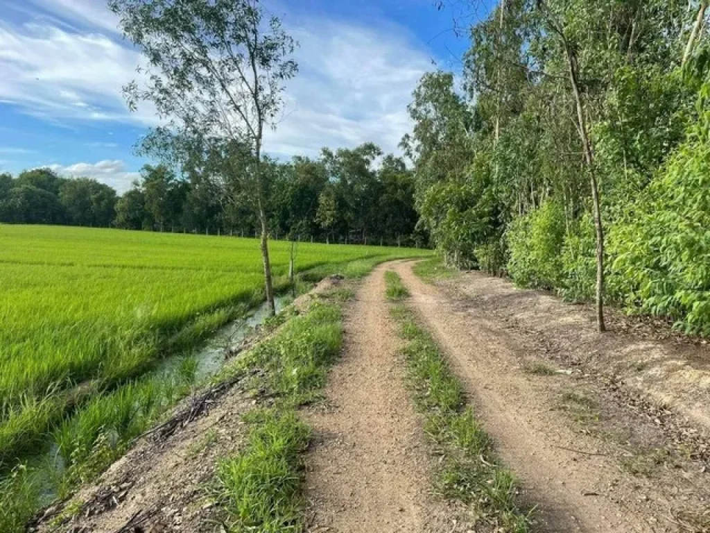 ายที่นาอำเภอบ้านนา 45 ไร่ ราคาถูก ใกล้ถนนสุวรรณศร 33 จนครนายก