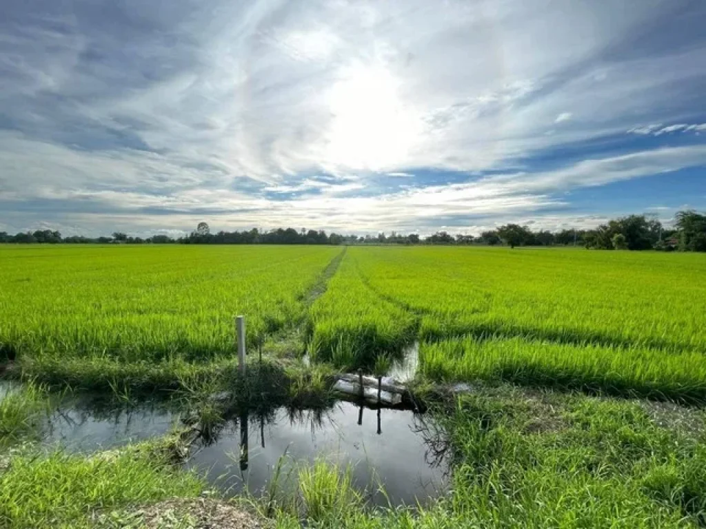 ายที่นาอำเภอบ้านนา 45 ไร่ ราคาถูก ใกล้ถนนสุวรรณศร 33 จนครนายก