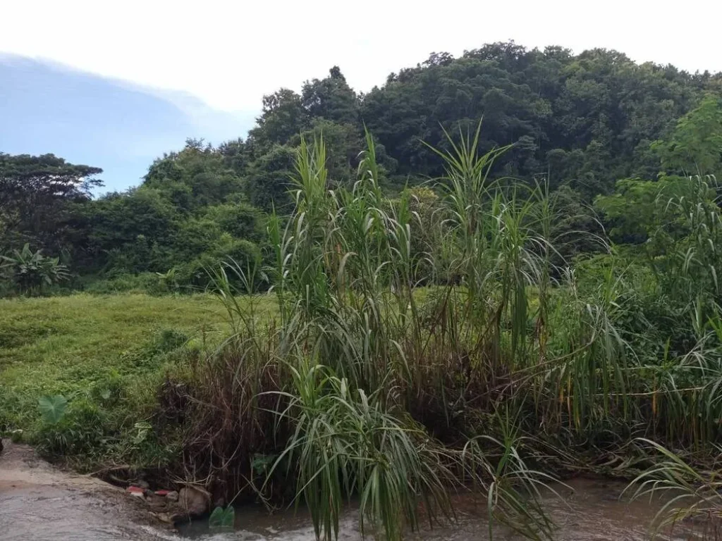 ขายที่ดินติดถนนสาธารณะลำธารน้ำแม่ทาปลาดุกลำพูนโฉนดพร้อมโอน